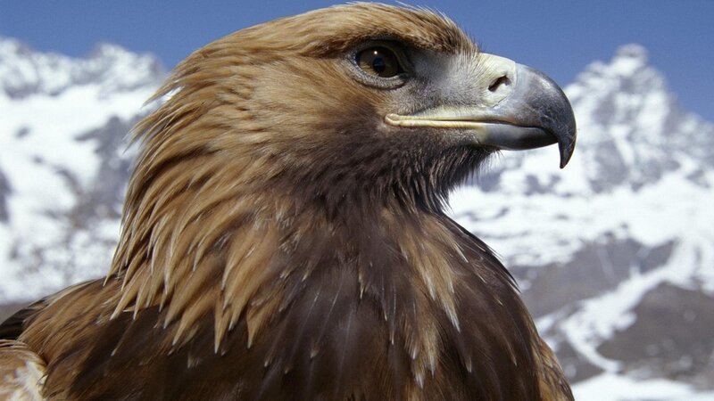 Golden Eagle Head — Brown, Dramatic, Photograph, Mountains
