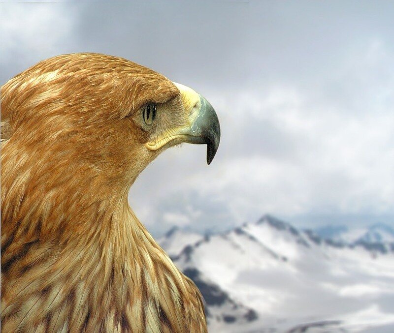 Golden Eagle Head — Brown, Dramatic, Photograph