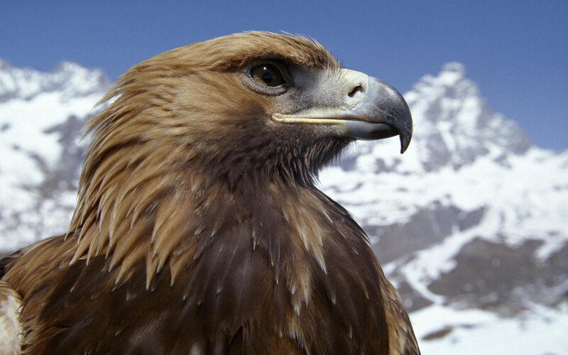 Golden Eagle Head — Brown, Dramatic