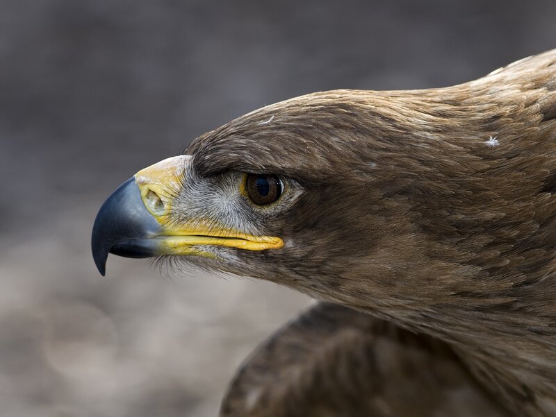 Golden Eagle Head — Brown, Eye