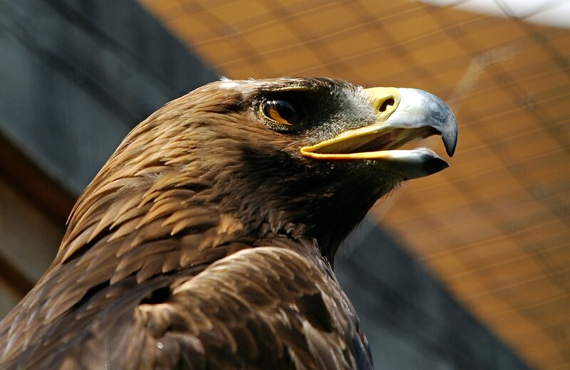 Golden Eagle Head — Brown, Intense, Afternoon, Photograph
