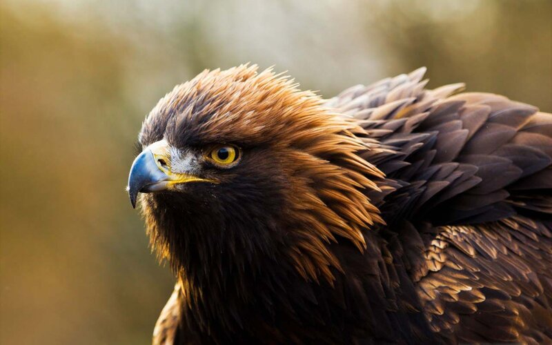 Golden Eagle Head — Brown, Intense, Afternoon