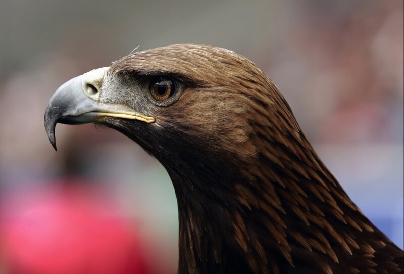Golden Eagle Head — Brown, Intense, Photograph, Beak, Eye, Feathers, Black