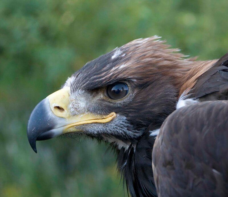 Golden Eagle Head — Brown, Intense, Photograph, Beak, Eye, Feathers