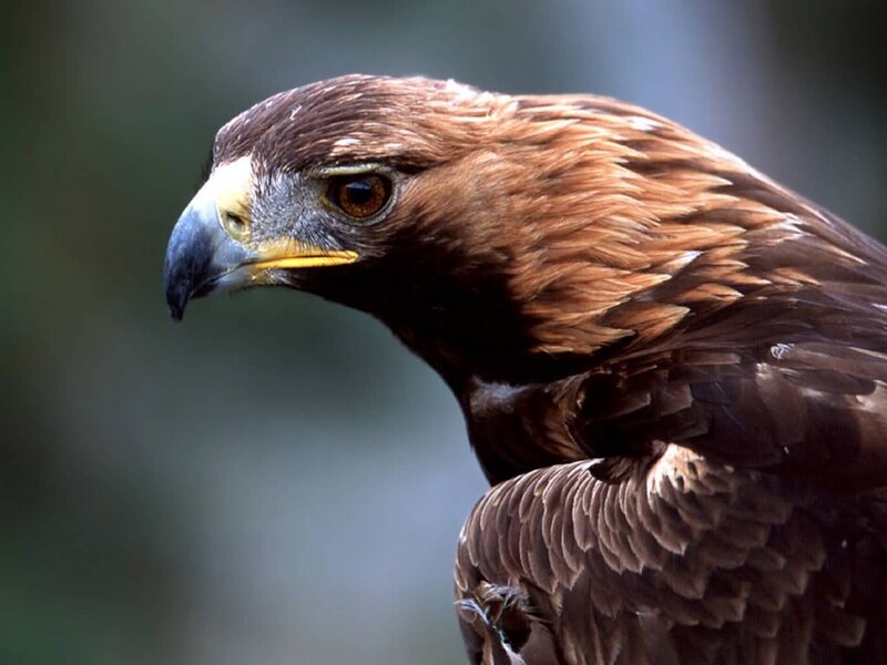 Golden Eagle Head — Brown, Intense, Photograph, Beak, Eye