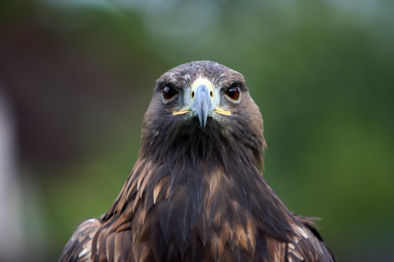 Golden Eagle Head — Brown, Intense, Photograph, Beak, Eyes