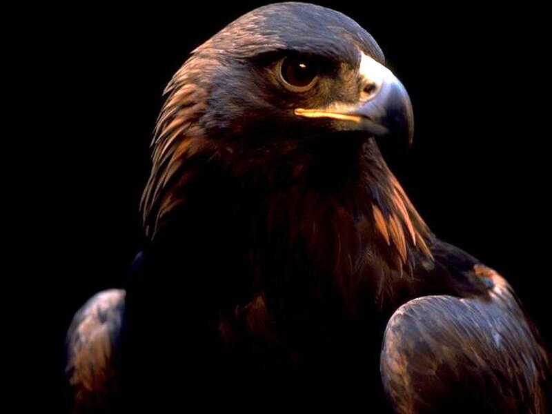 Golden Eagle Head — Brown, Intense, Photograph, Bird, Beak, Eye, Black