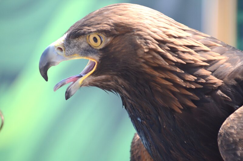 Golden Eagle Head — Brown, Intense, Photograph, Bird, Beak, Eye