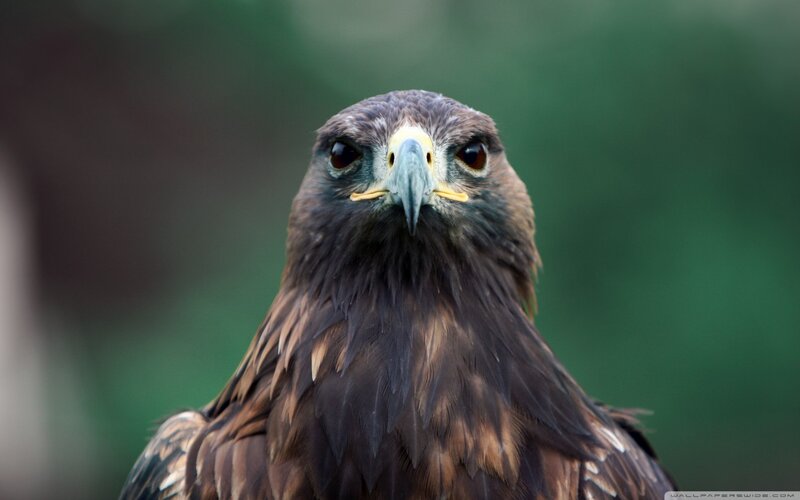 Golden Eagle Head — Brown, Intense, Photograph, Bird, Beak, Eyes