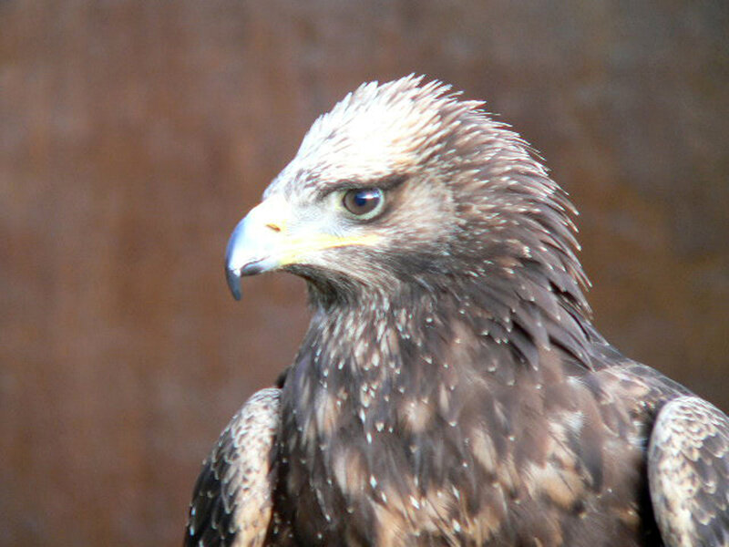 Golden Eagle Head — Brown, Intense, Photograph, Bird, Beak