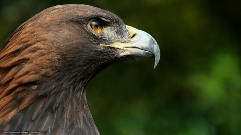 Golden Eagle Head — Brown, Intense, Photograph, Bird, Eye