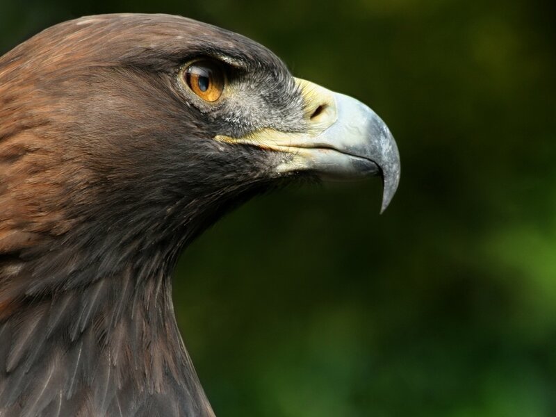 Golden Eagle Head — Brown, Intense, Photograph, Eye, Beak