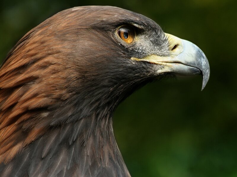 Golden Eagle Head — Brown, Intense, Photograph, Eye