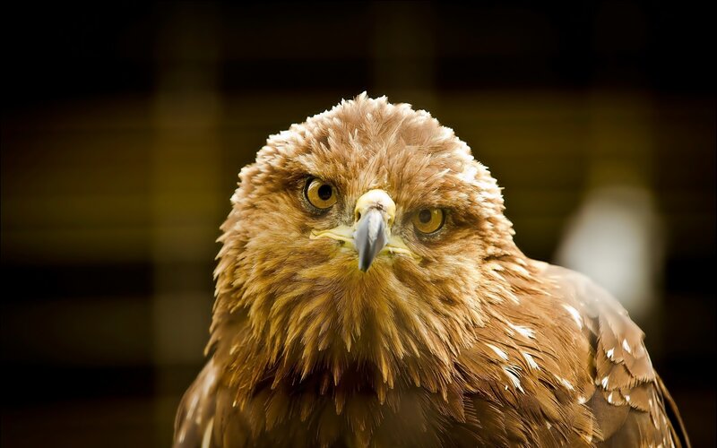 Golden Eagle Head — Brown, Intense, Photograph, Eyes