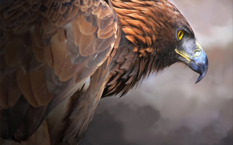 Golden Eagle Head — Brown, Intense, Photograph, Feathers