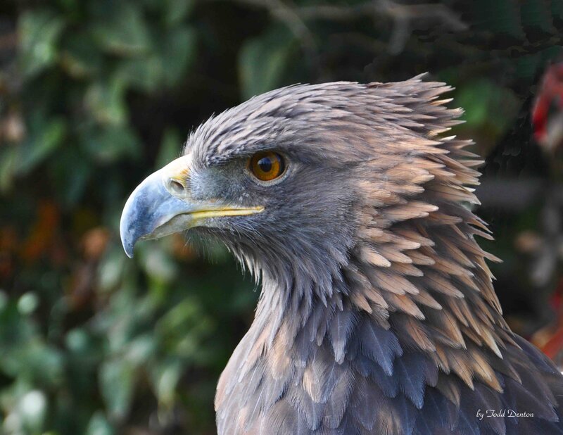 Golden Eagle Head — Brown, Intense, Photograph, Green Foliage, Gray