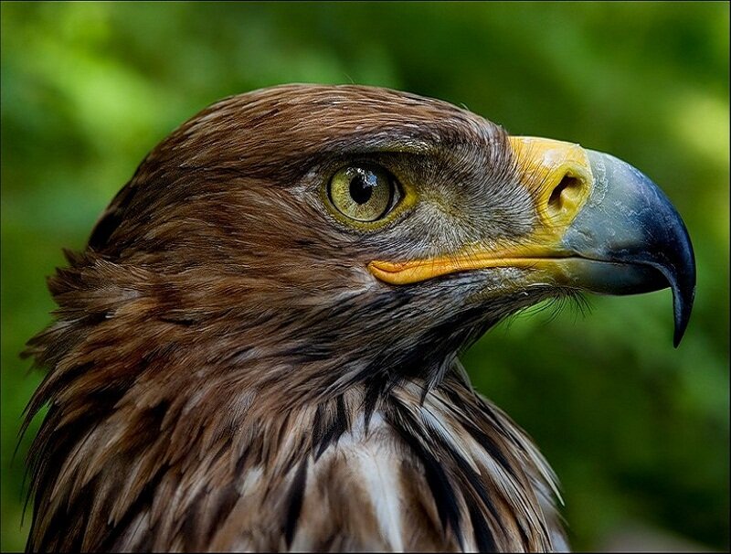 Golden Eagle Head — Brown, Intense, Photograph, Green Foliage