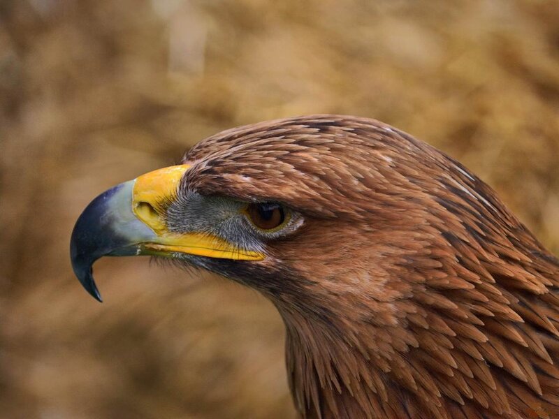Golden Eagle Head — Brown, Intense, Photograph