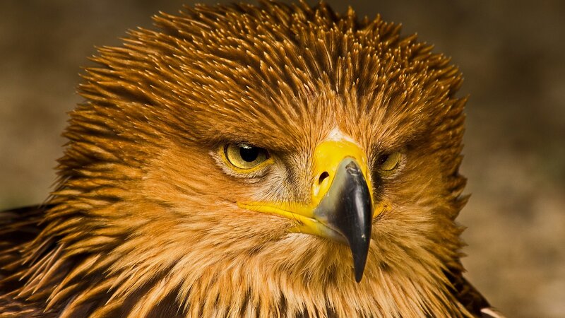 Golden Eagle Head — Brown, Intense, Photograph, Yellow Beak