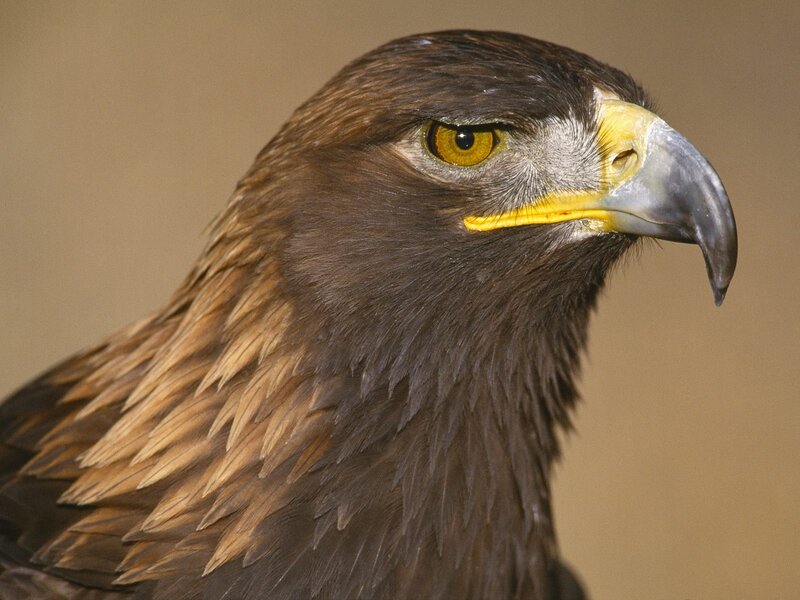 Golden Eagle Head — Brown, Intense, Photograph, Yellow Eye