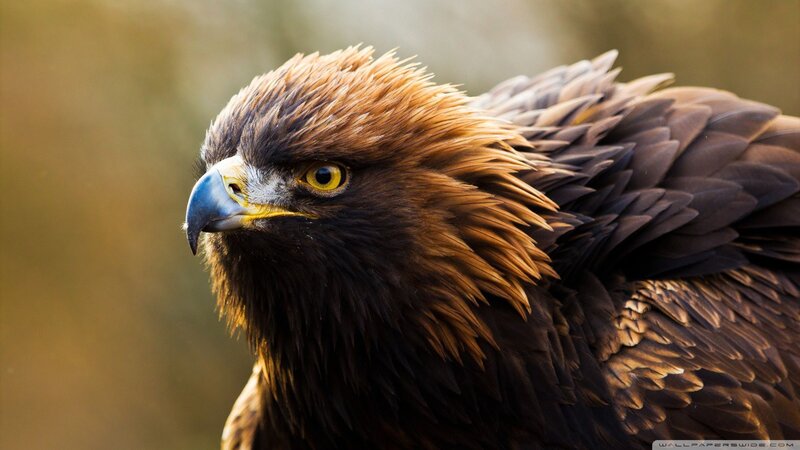 Golden Eagle Head — Brown, Intense, Sunset, Photograph