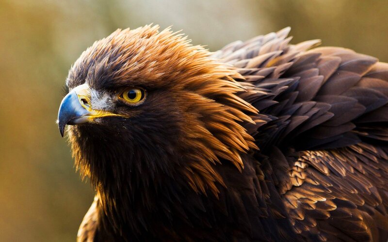 Golden Eagle Head — Brown, Intense, Sunset