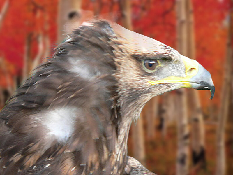 Golden Eagle Head — Brown, Natural