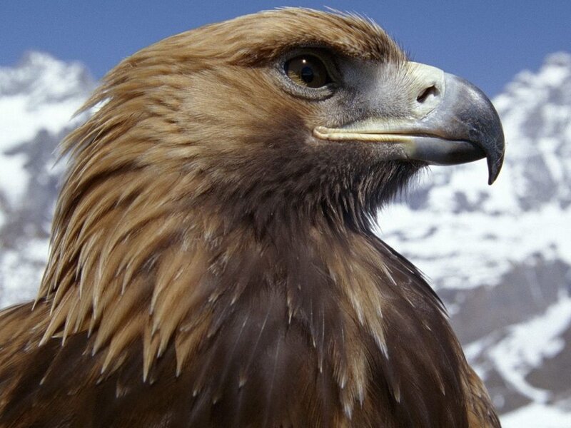 Golden Eagle Head — Brown, Serious