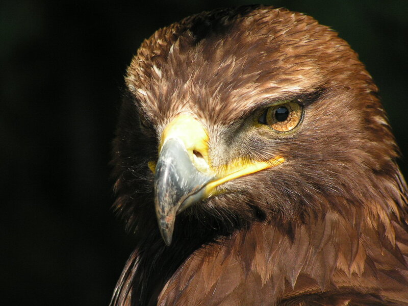 Golden Eagle Head — Brown