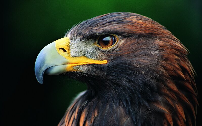 Golden Eagle Head — Eye