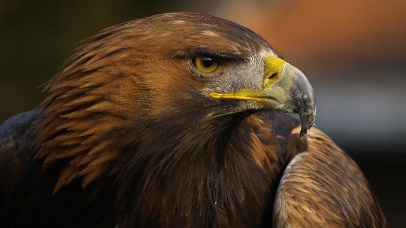Golden Eagle Head — Feathers