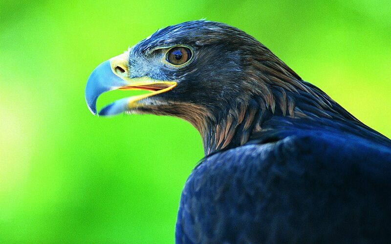Golden Eagle Head — Green