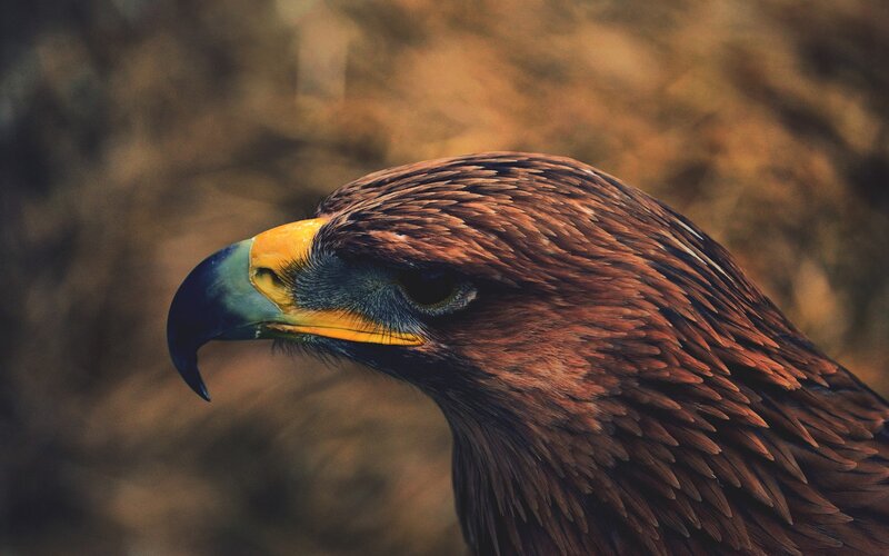Golden Eagle Head — Intense, Beak