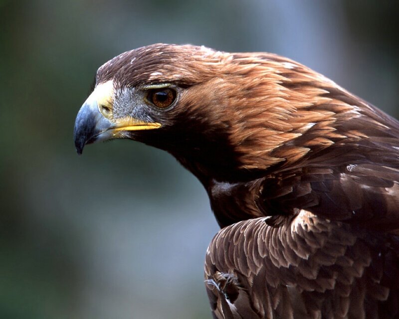 Golden Eagle Head — Intense, Eye