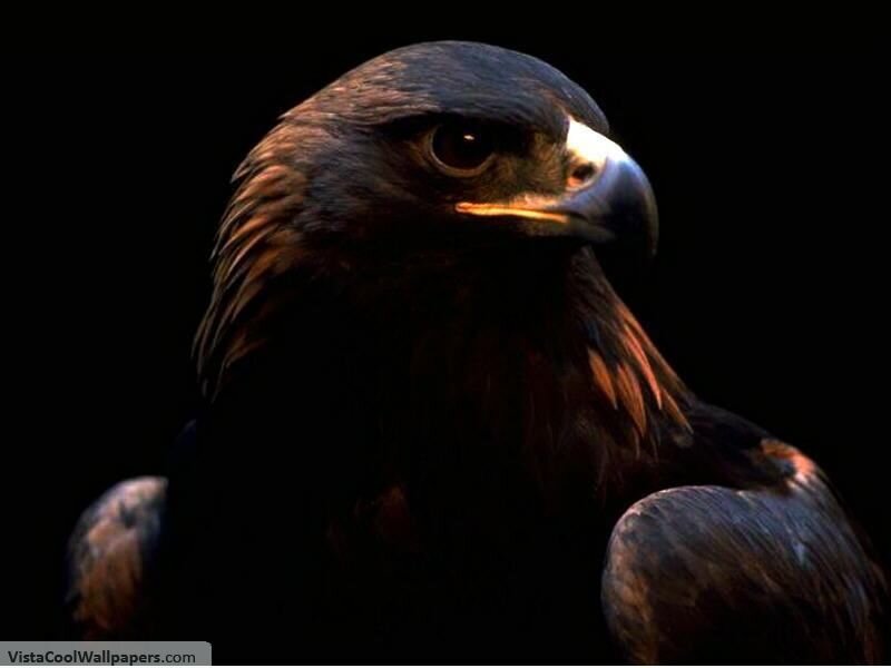 Golden Eagle Head