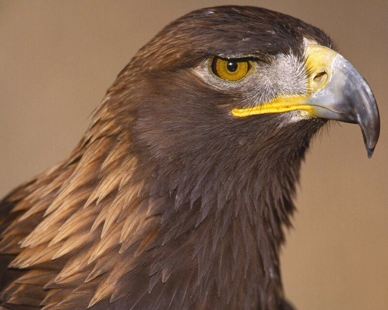Golden Eagle Head — Yellow