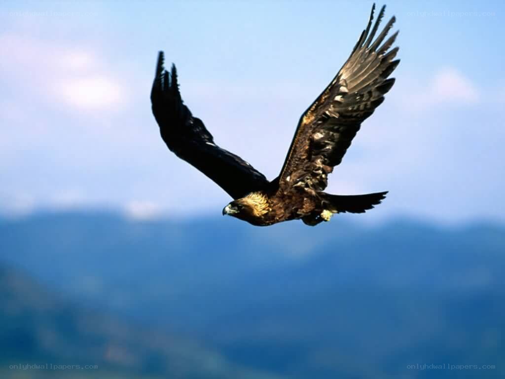 golden eagle in flight