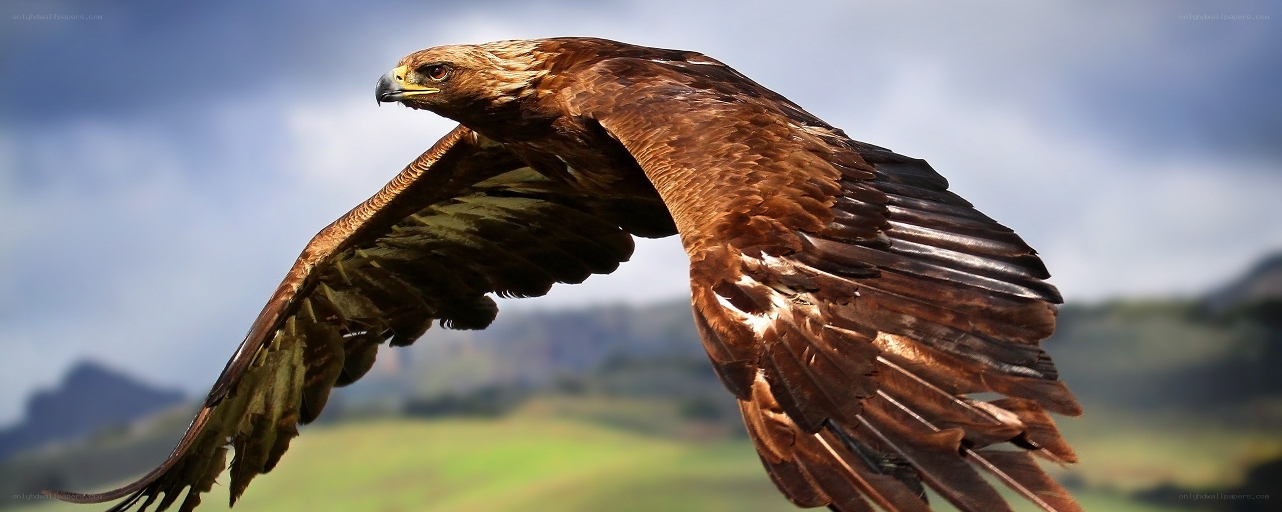 Golden eagle in flight
