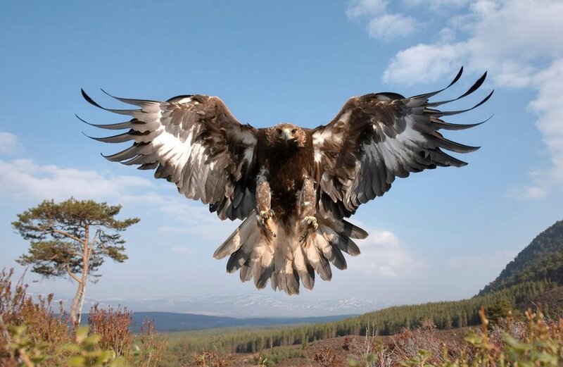 Golden eagle in flight