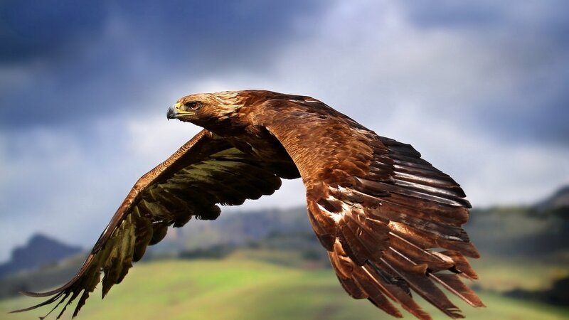Golden eagle in flight