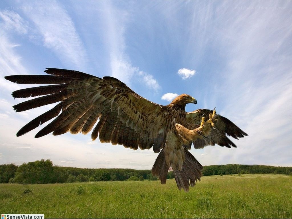 Golden eagle in flight