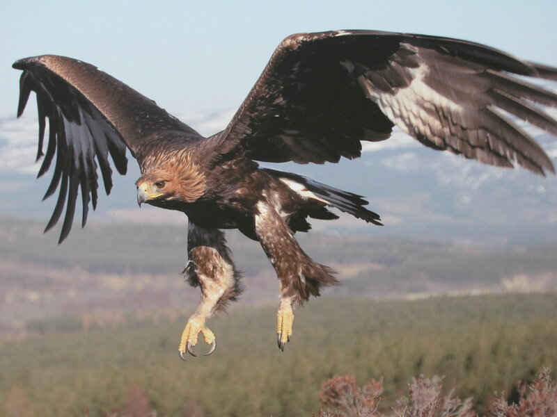 Golden eagle in flight