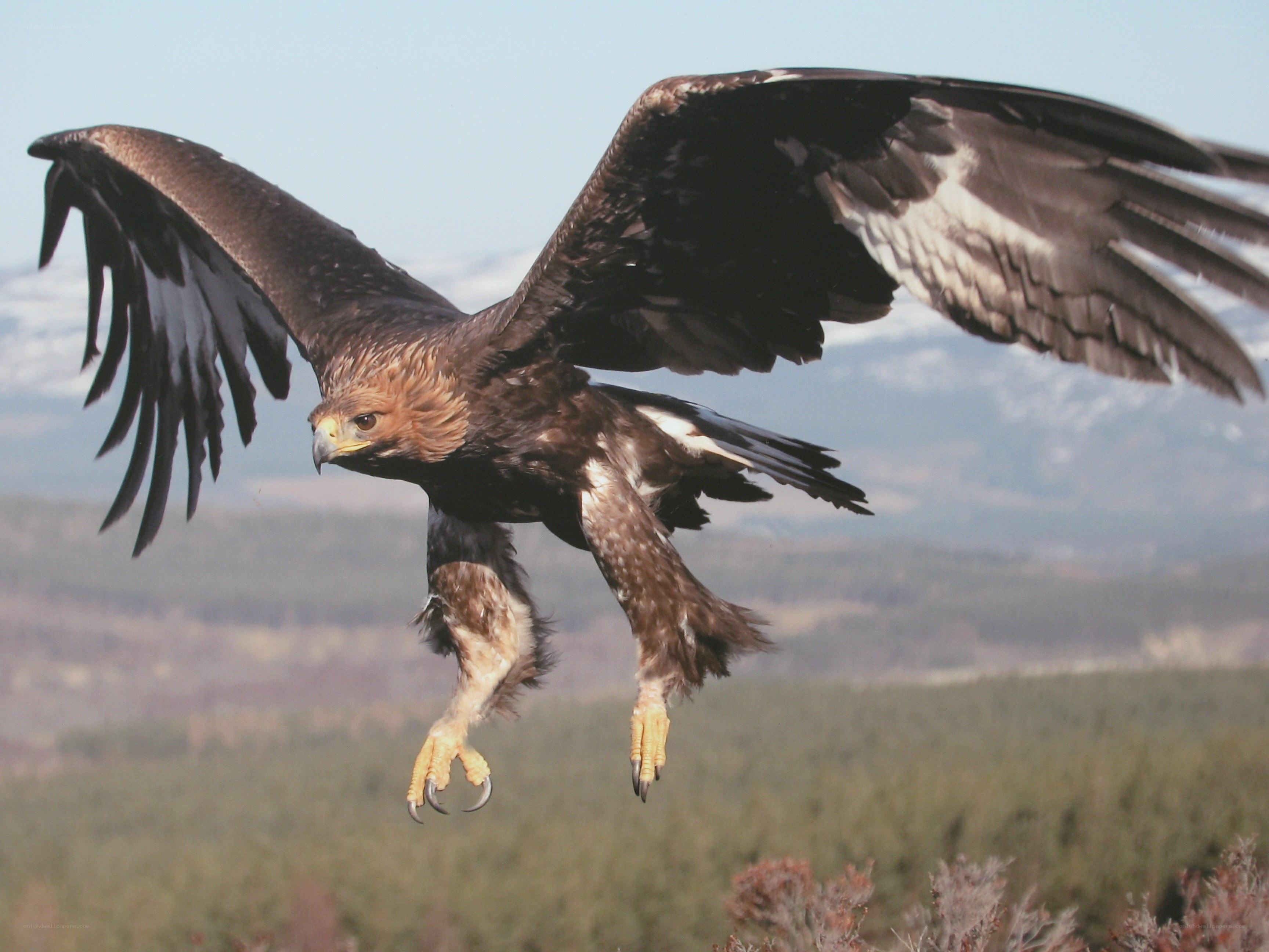 Golden eagle in flight
