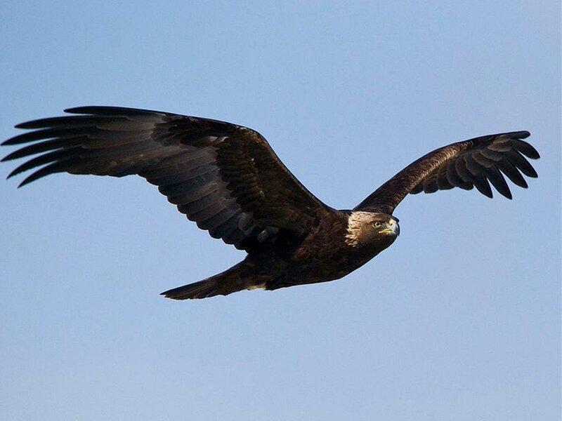 Golden eagle in flight
