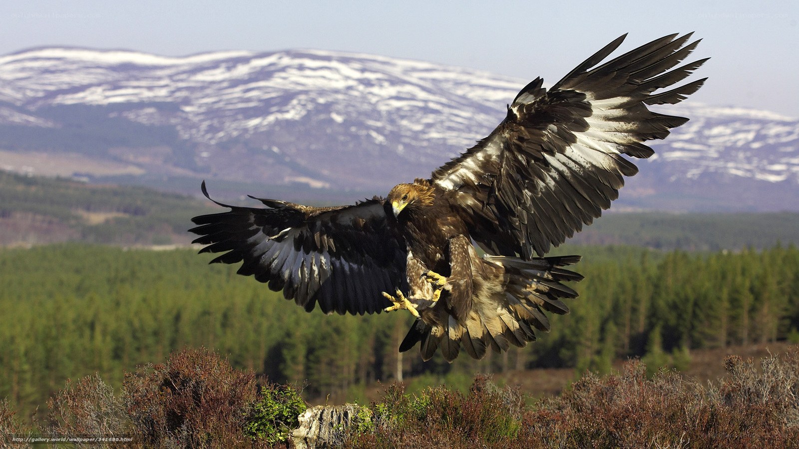 Golden eagle in flight