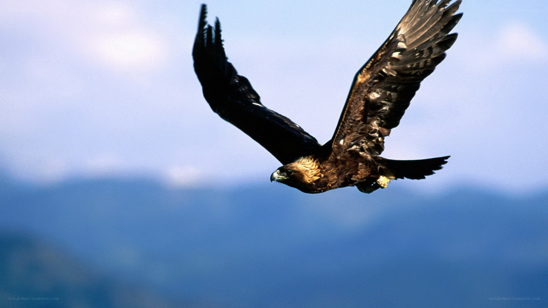 Golden eagle in flight