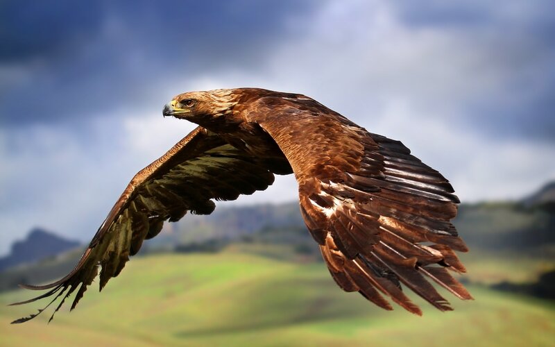 Golden Eagle in Flight — Afternoon