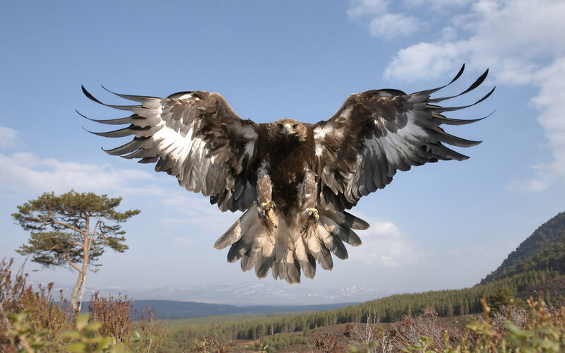 Golden Eagle in Flight — Blue, Dramatic, Afternoon, Photograph