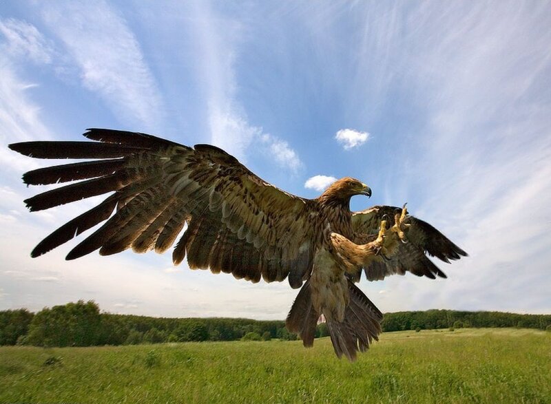 Golden Eagle in Flight — Blue, Dramatic, Afternoon, Photograph, Wings