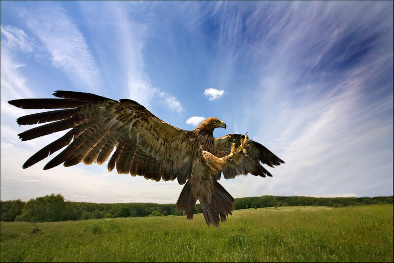 Golden Eagle in Flight — Blue, Dramatic